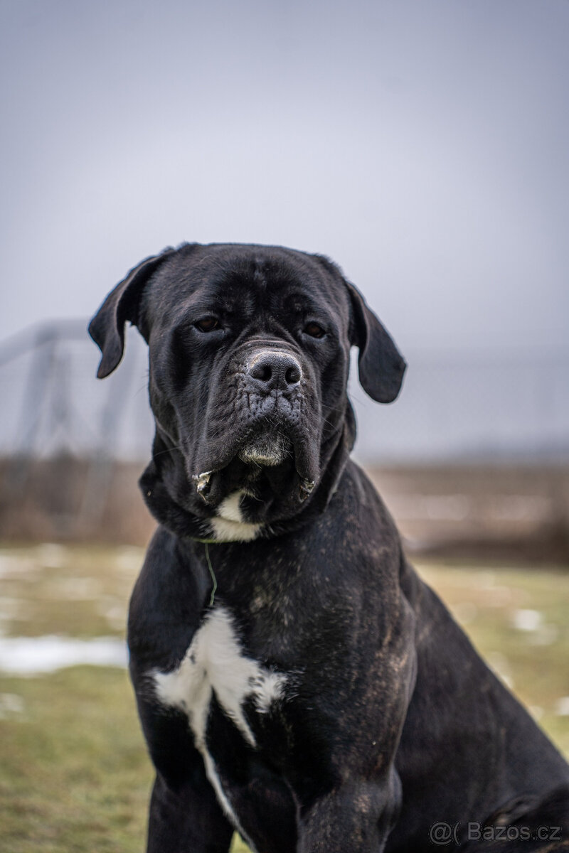 Hledáme domov pro Valdu - 2