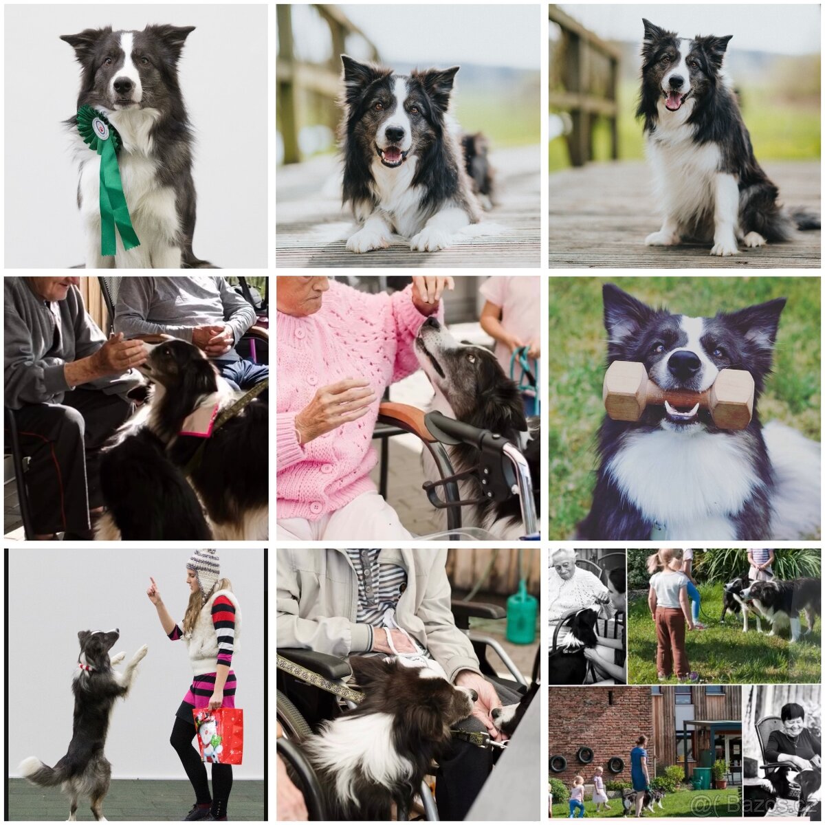 Border kolie s PP - 2