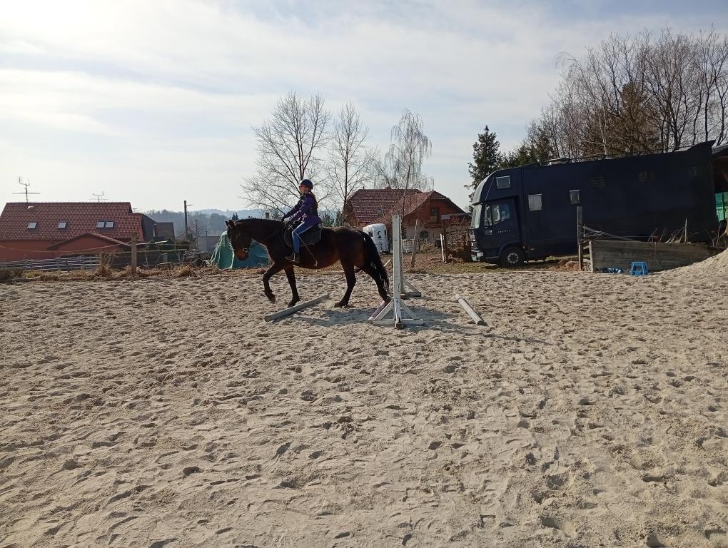 Kladrubska klisna 4 roky - 2