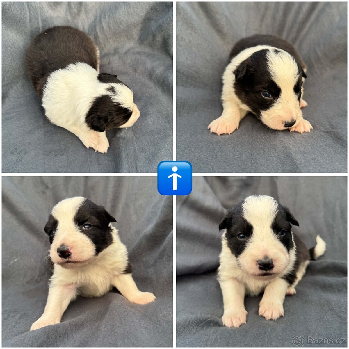 Border kolie bez PP - 2