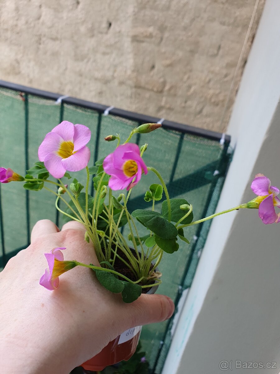 Oxalis Depressa - 2