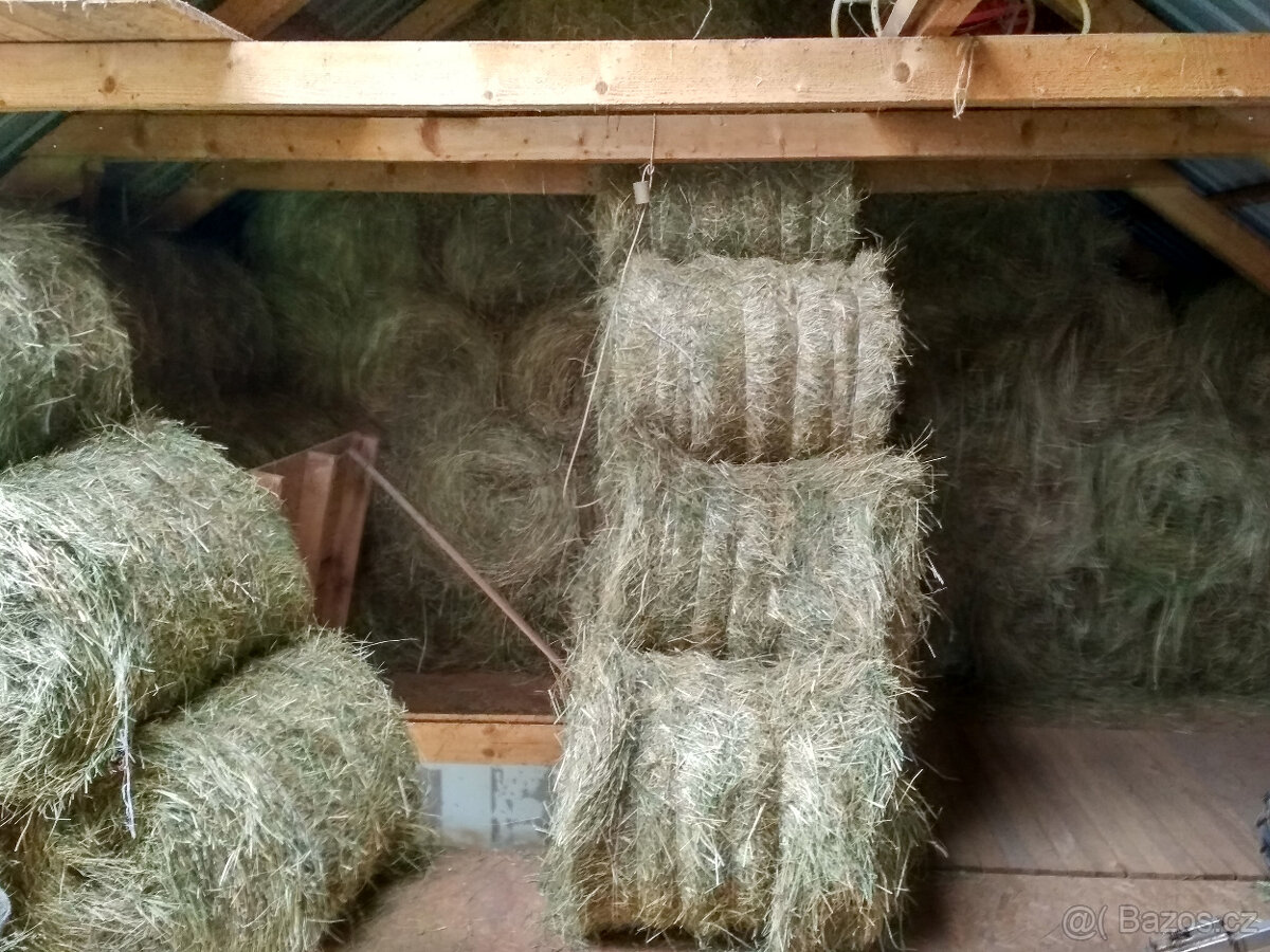 Prodám seno - malé kulaté balíky - 2