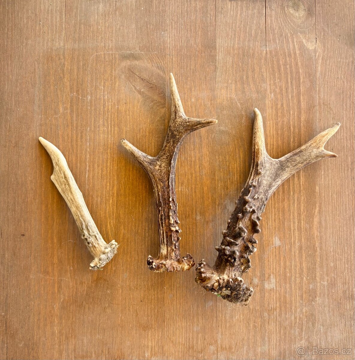 Srnčí parůžky - 2