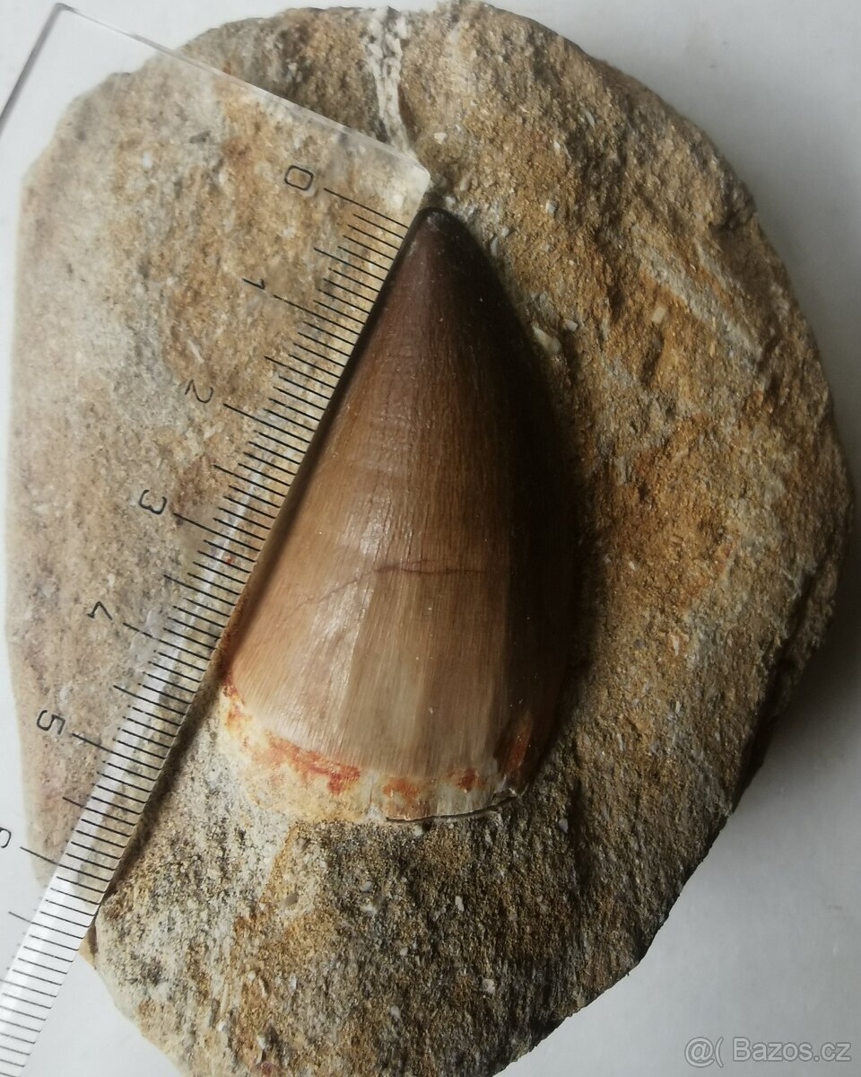 Zub Mosasaura, vel. 4 cm - 2