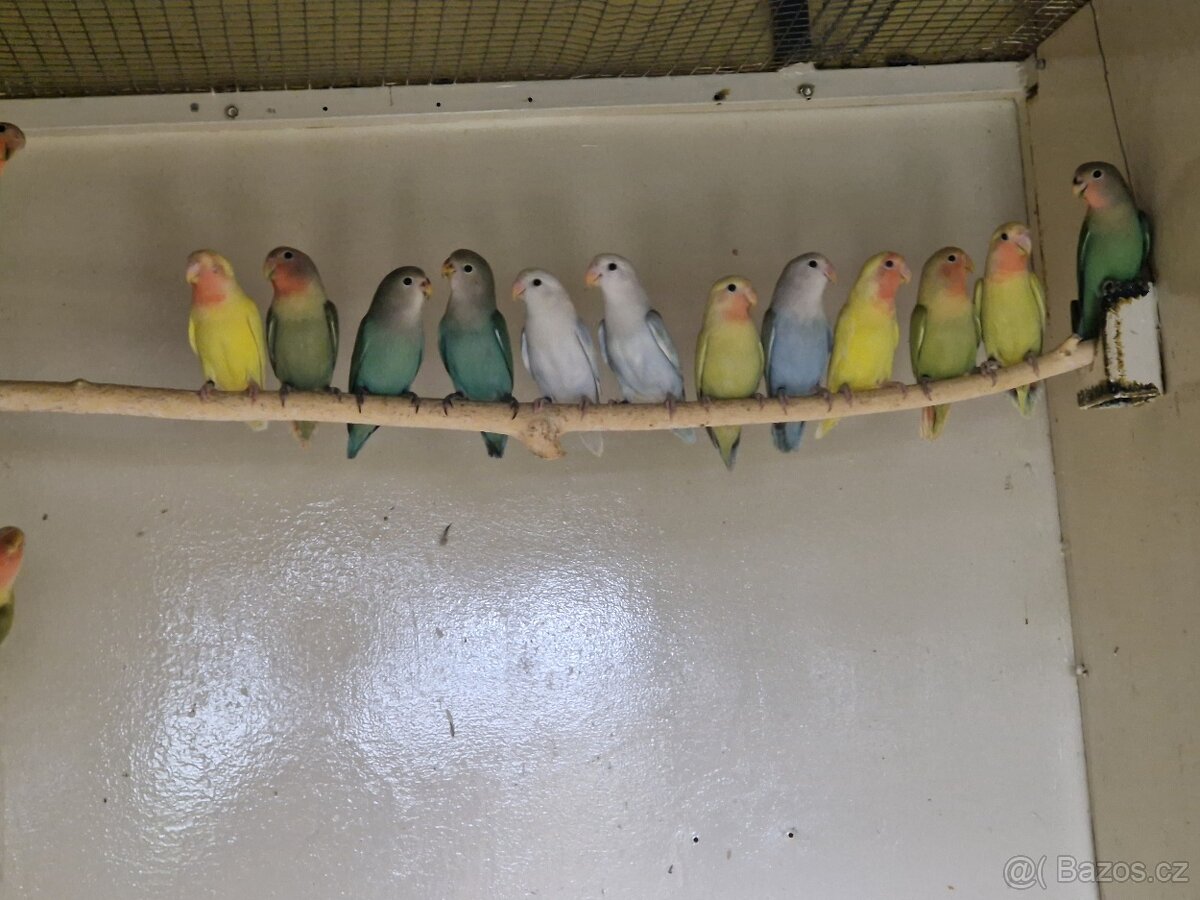 Agapornis ruzohrdly - 2