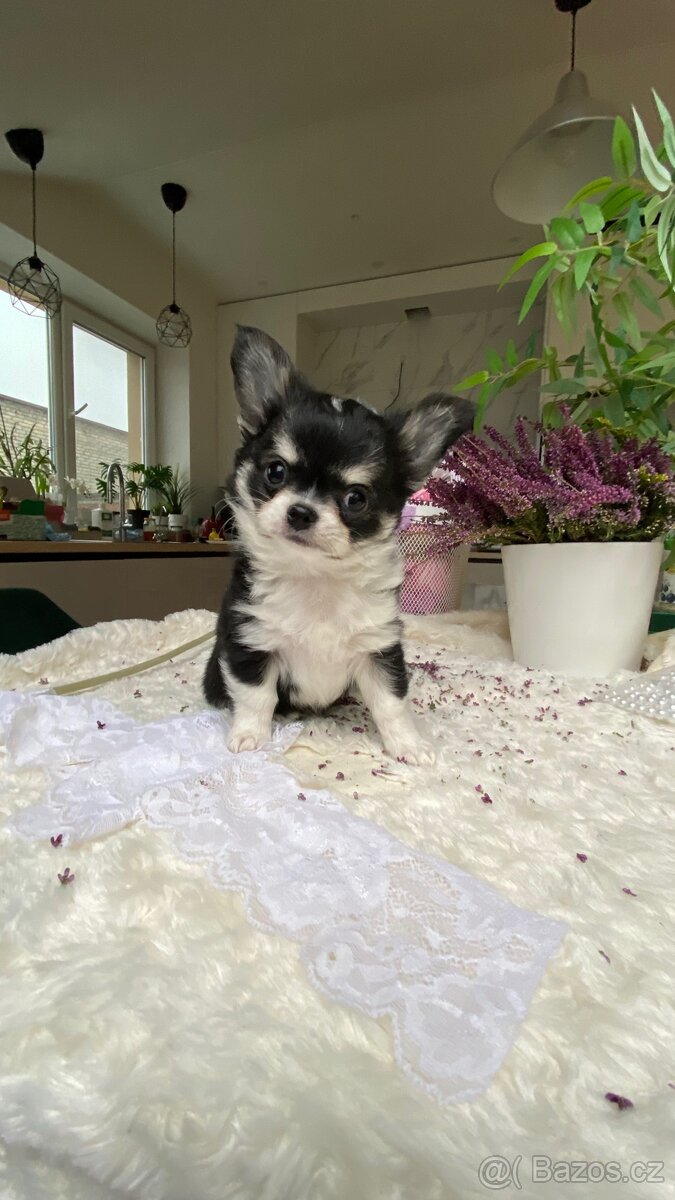 Nádherný čivava pejsek P. P. FCI - 2