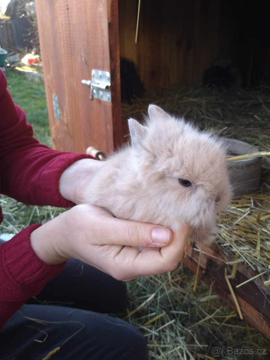 Prodám zakrslá králíčata - 2