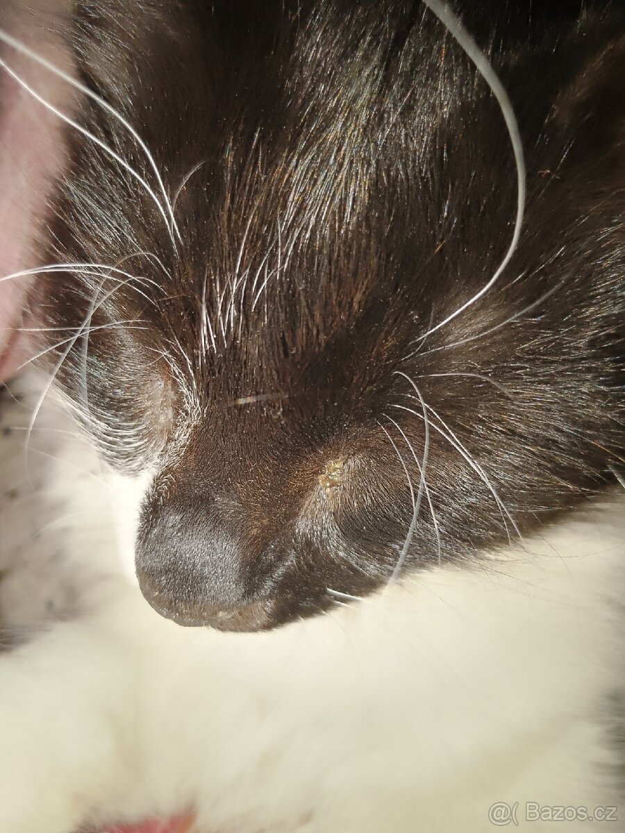 Kříženka Mainské mývalí kočky - 2