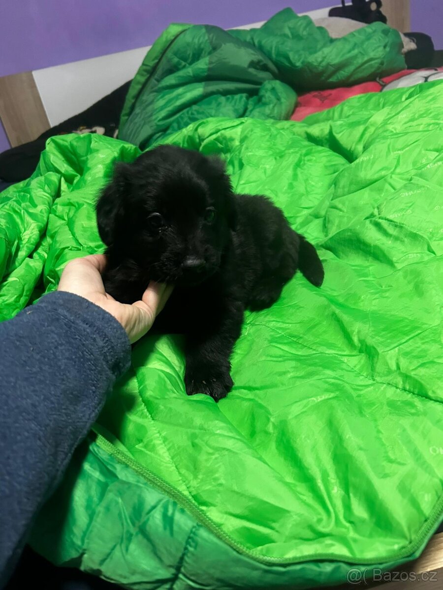 Štěňátka - 2