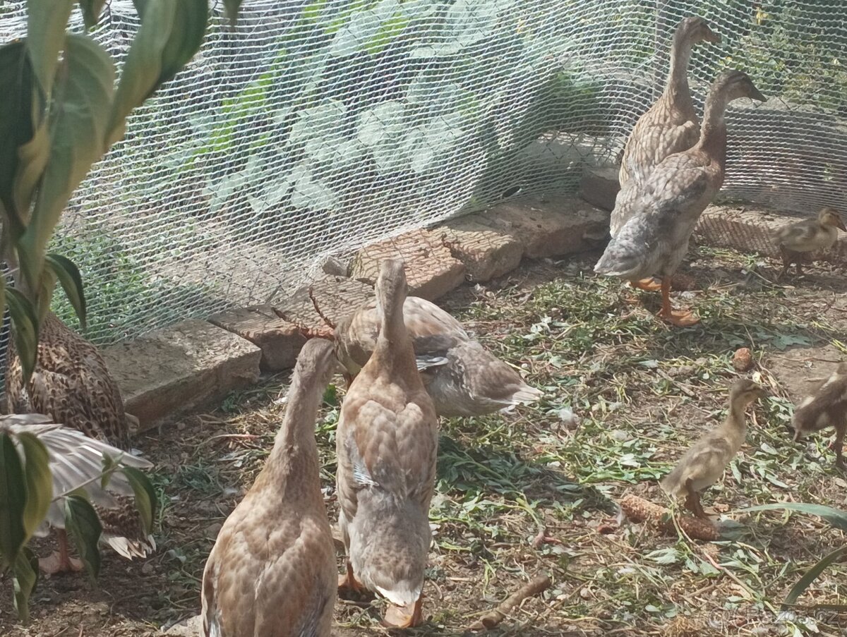 Prodám kachny Indický běžec - 2