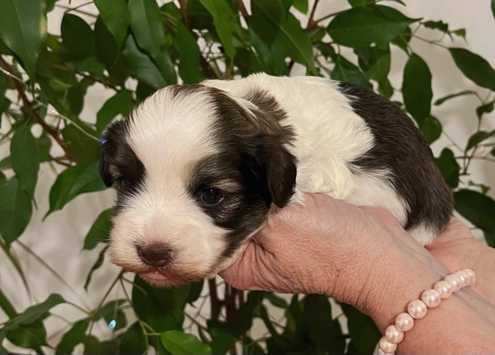 Havanský psík s PP FCI - 2