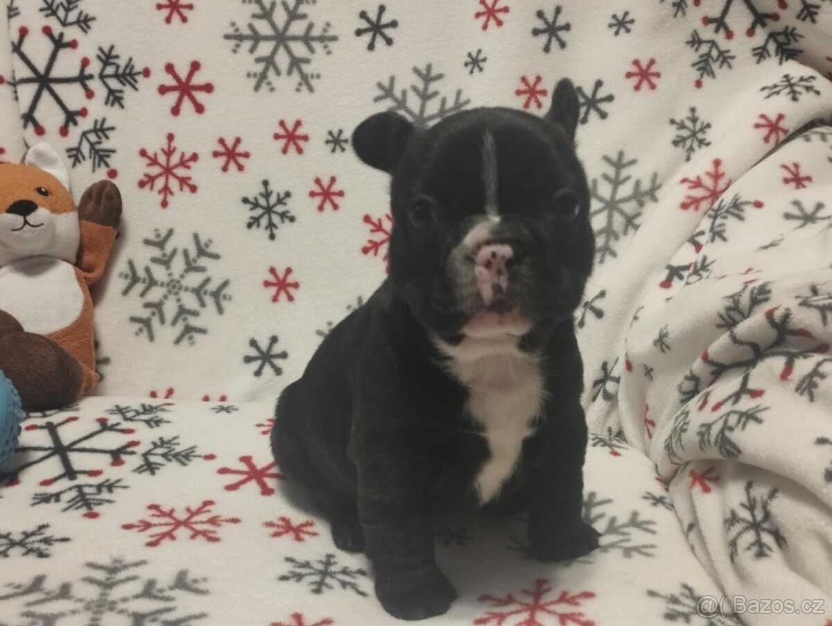 Francouzský buldoček - 2