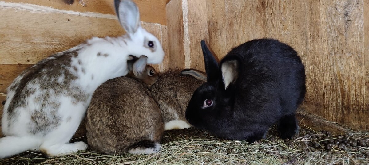 Králíci do chovu - 2