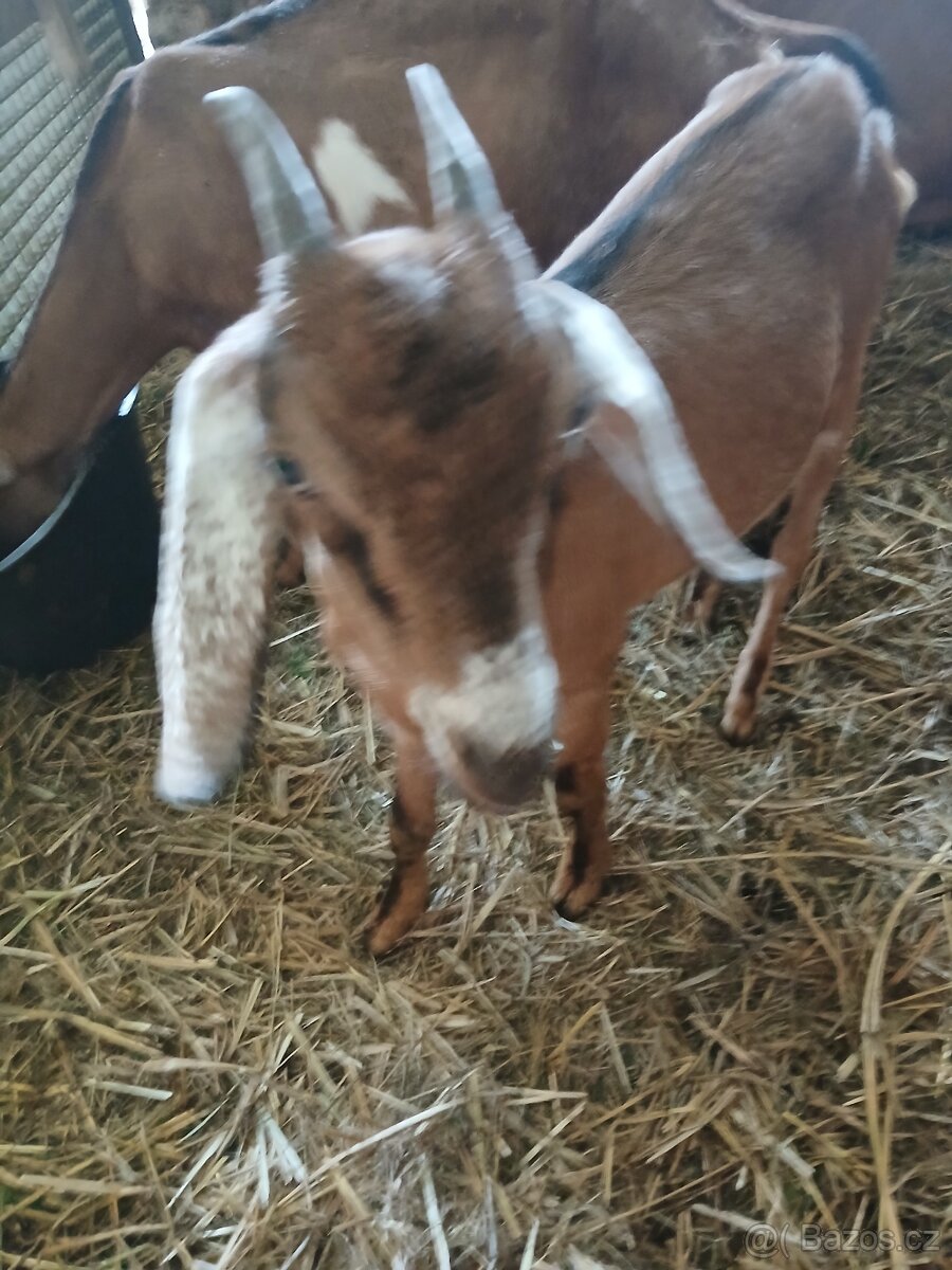 Zapuštěné dvě kozy - 2