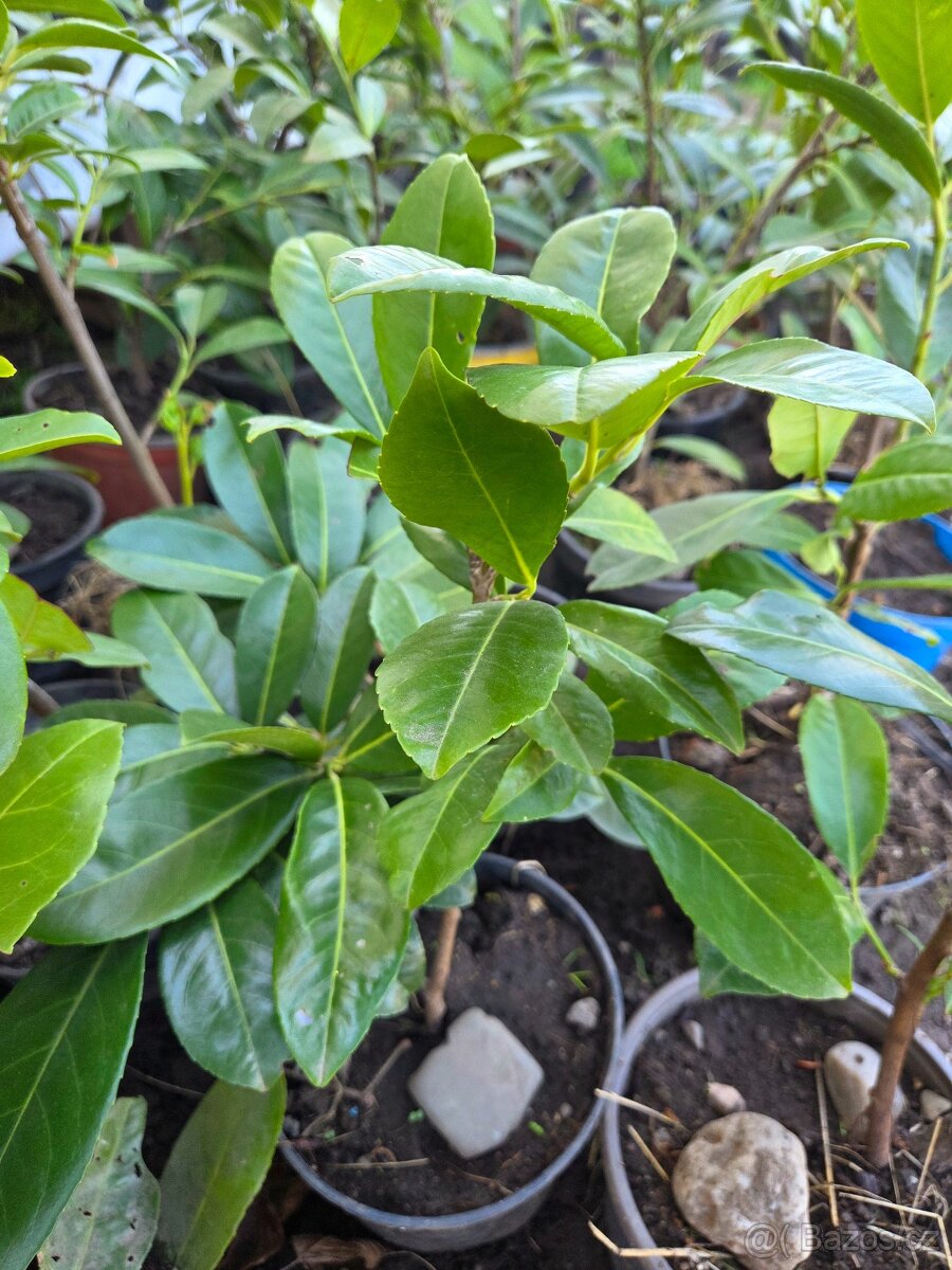 Bobkovišně (pro krásný živý plot) - 2