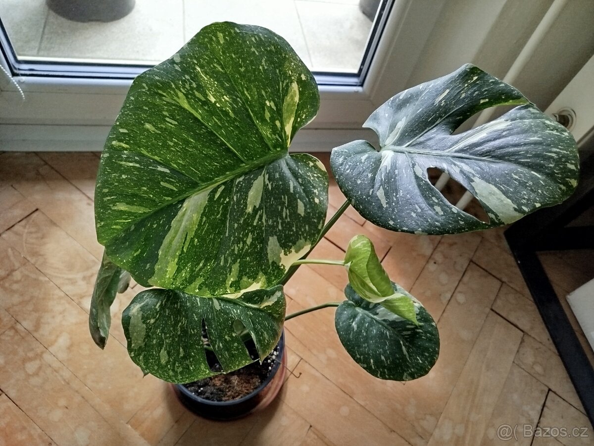 Thai constelation monstera pokojová rostlina - 2
