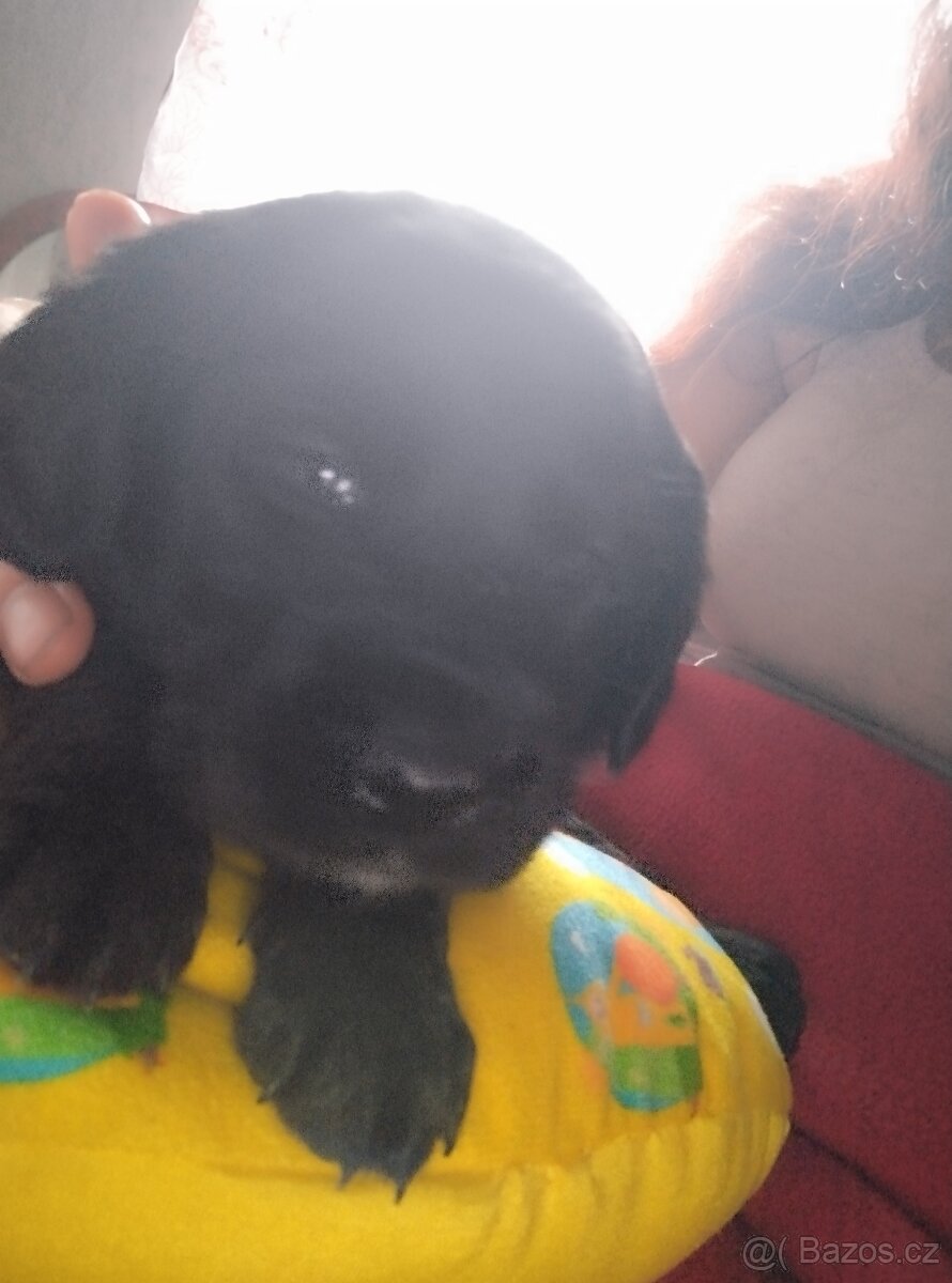 Dobrý den prodám štěňata labradora - 2
