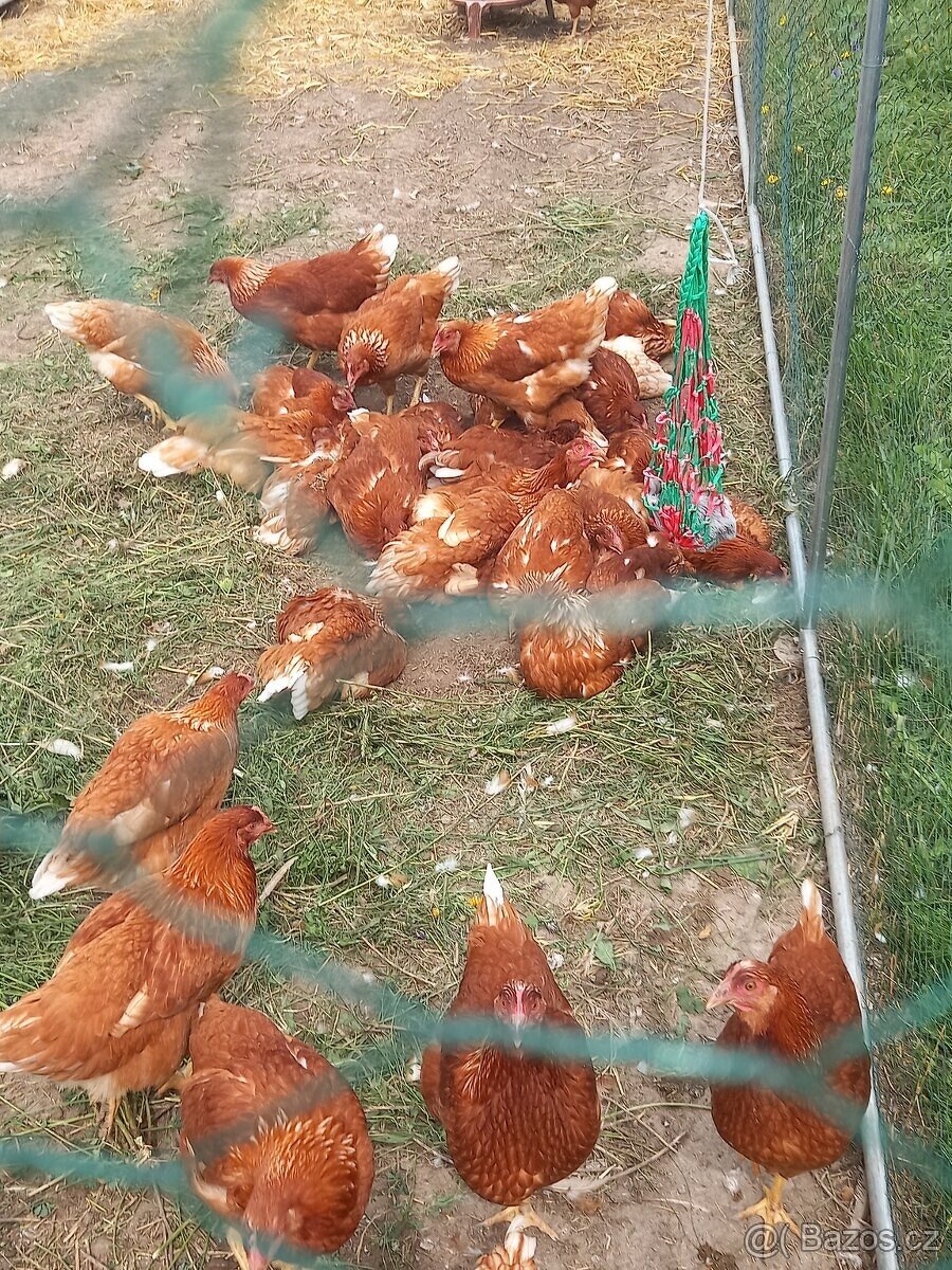 Eco farma - 2