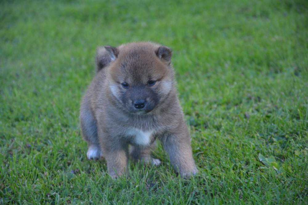 Shiba inu - 2