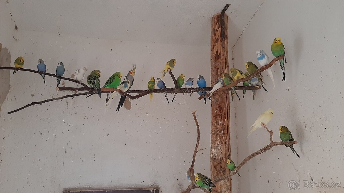 Prodam Andulky vsech barev. - 2