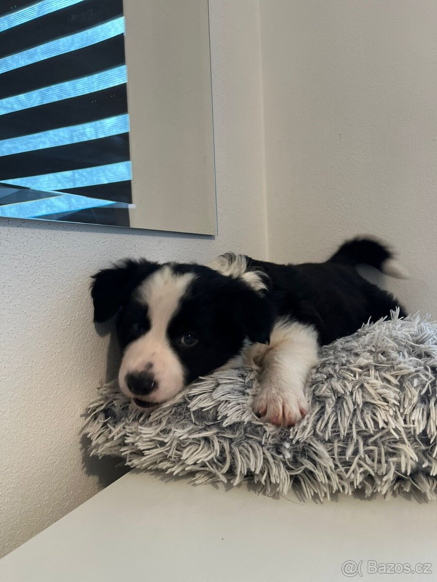 Border kolie bez PP - 2