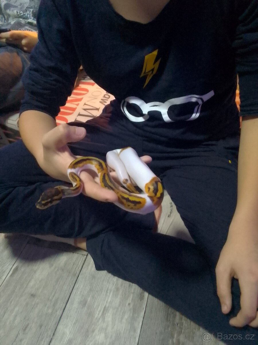 Krajta královská - 2