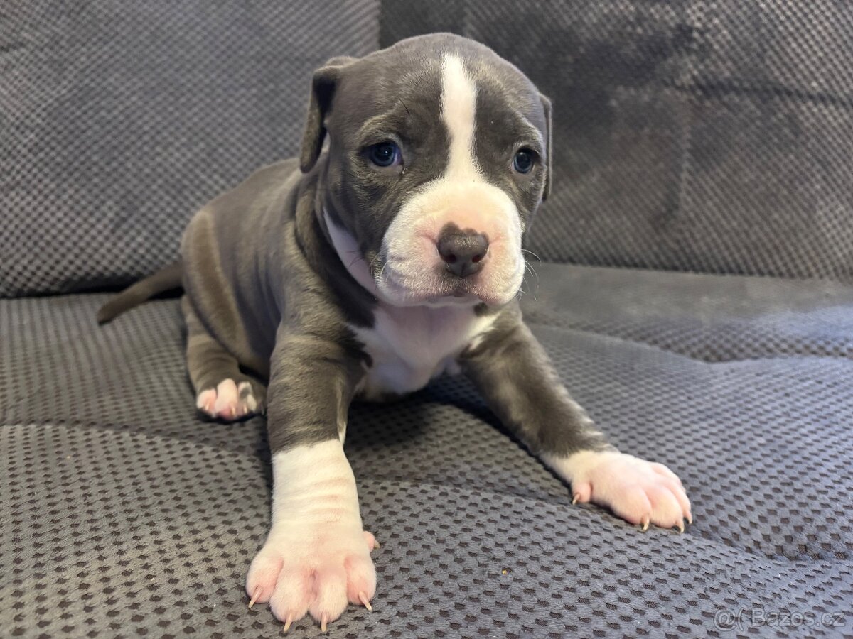 Štěňata Americký stafordšířský teriér - 2