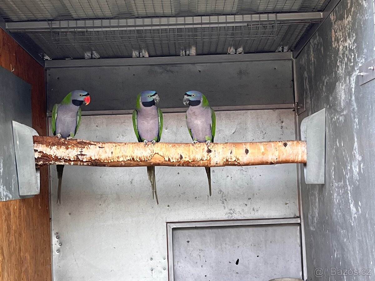 Alexandr čínský 0,1 - 2