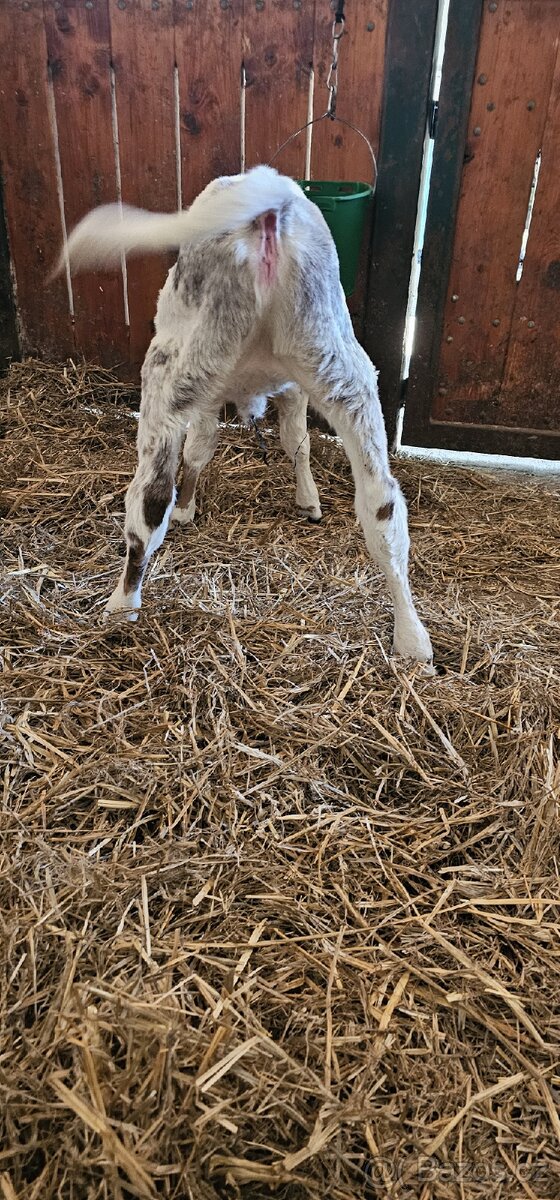 Polomasná jalovička - 2