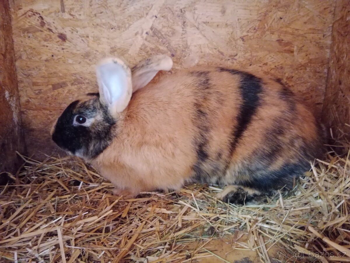 Prodám samce králíka - 2