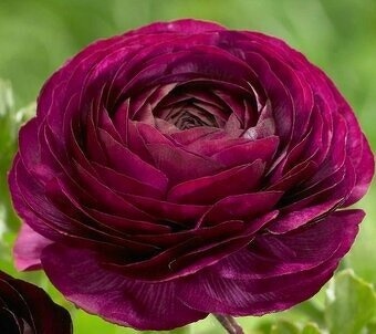 Pryskyřníky "awiv" - 2