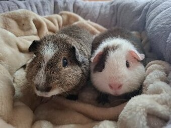 Morče - dva bráškové Americký Crested Teddy Bear - 2