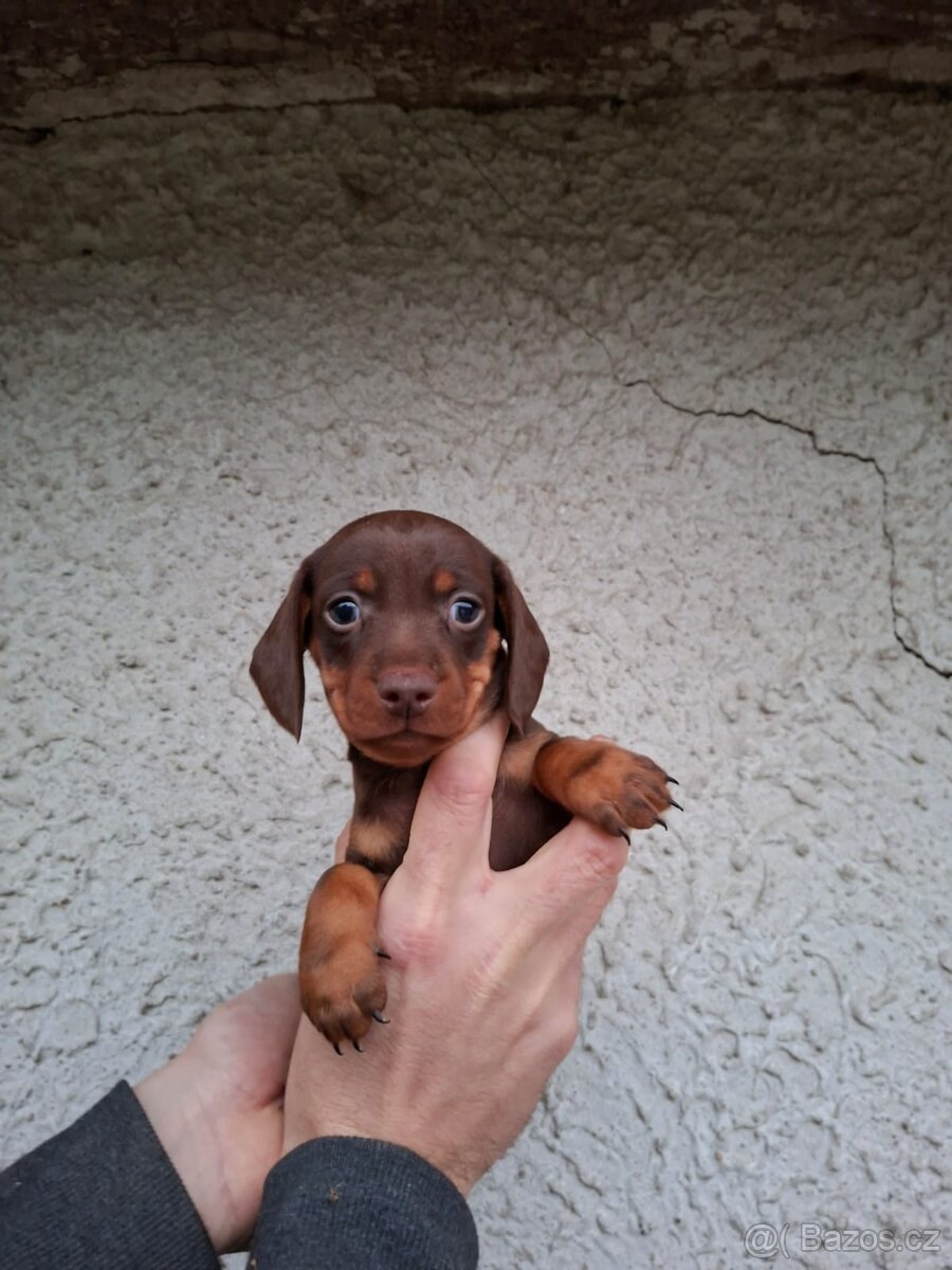 Jezevčík trpasličí - 2