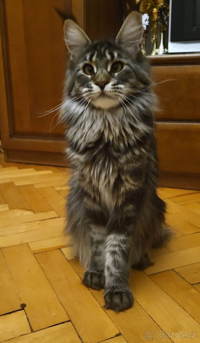 mainská mývalí kočka - 2
