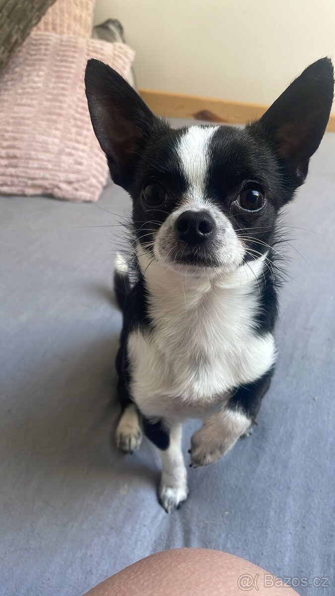 Čivava ke krytí - 2