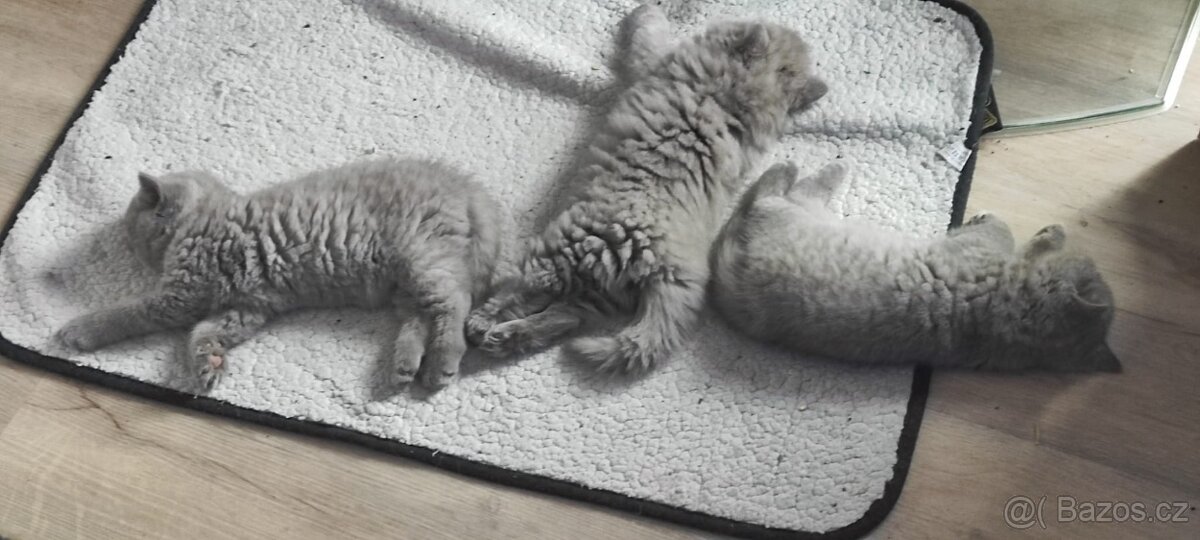 Britská koťata - 2