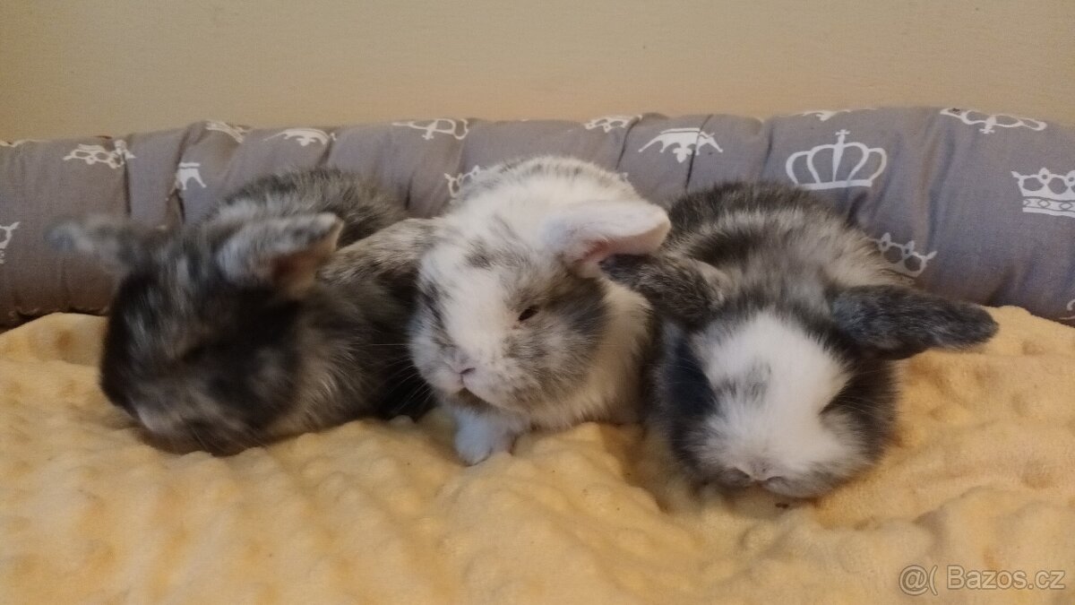 Zakrslý rhonský beran - 2