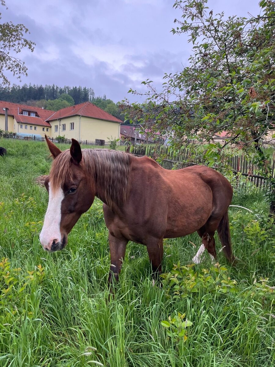 Kobyla a ponička - 2