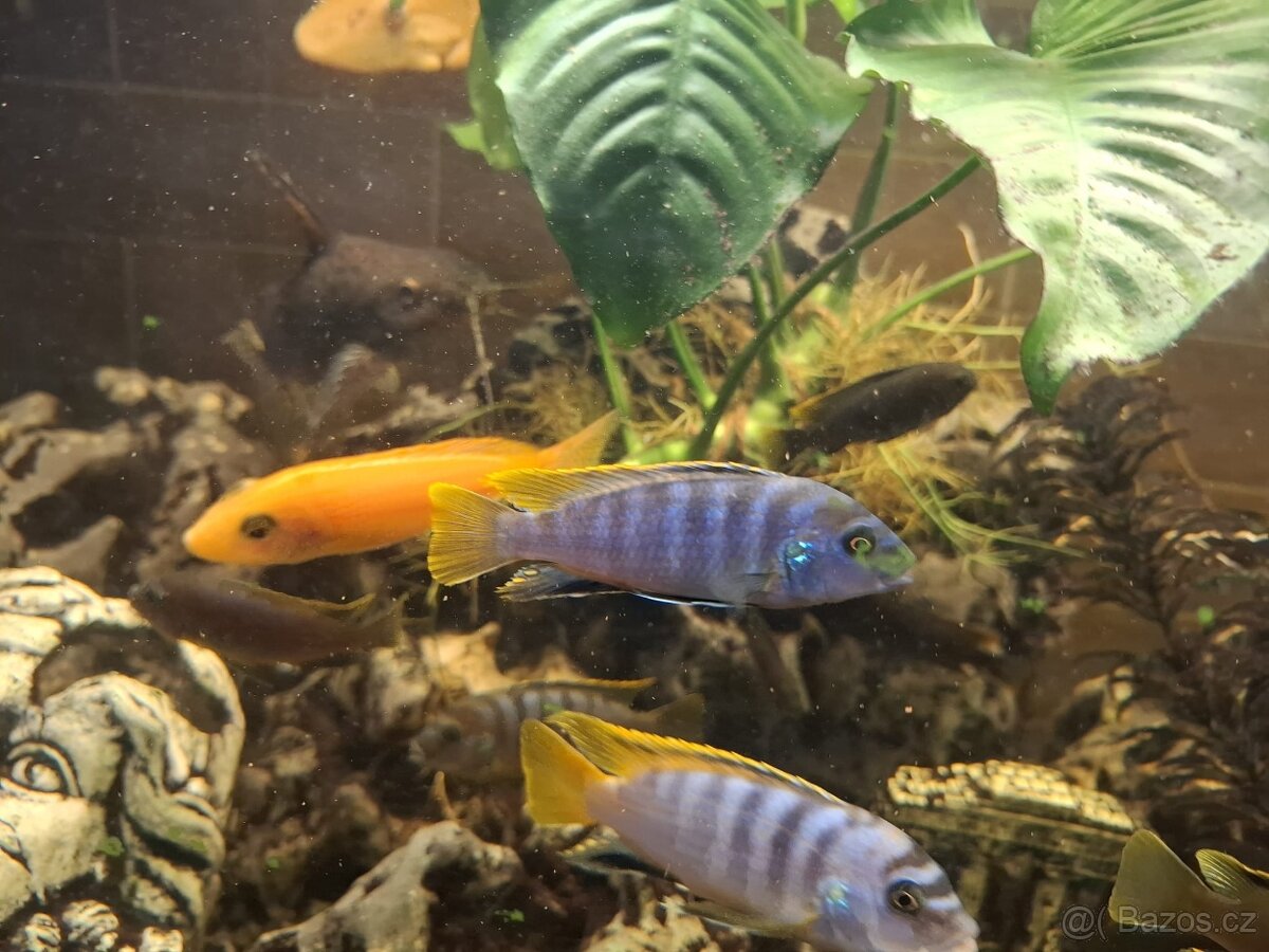 prodám tlamovce - 2