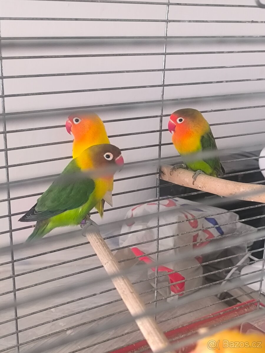 Agarponis Fisery a Kanáři. - 2