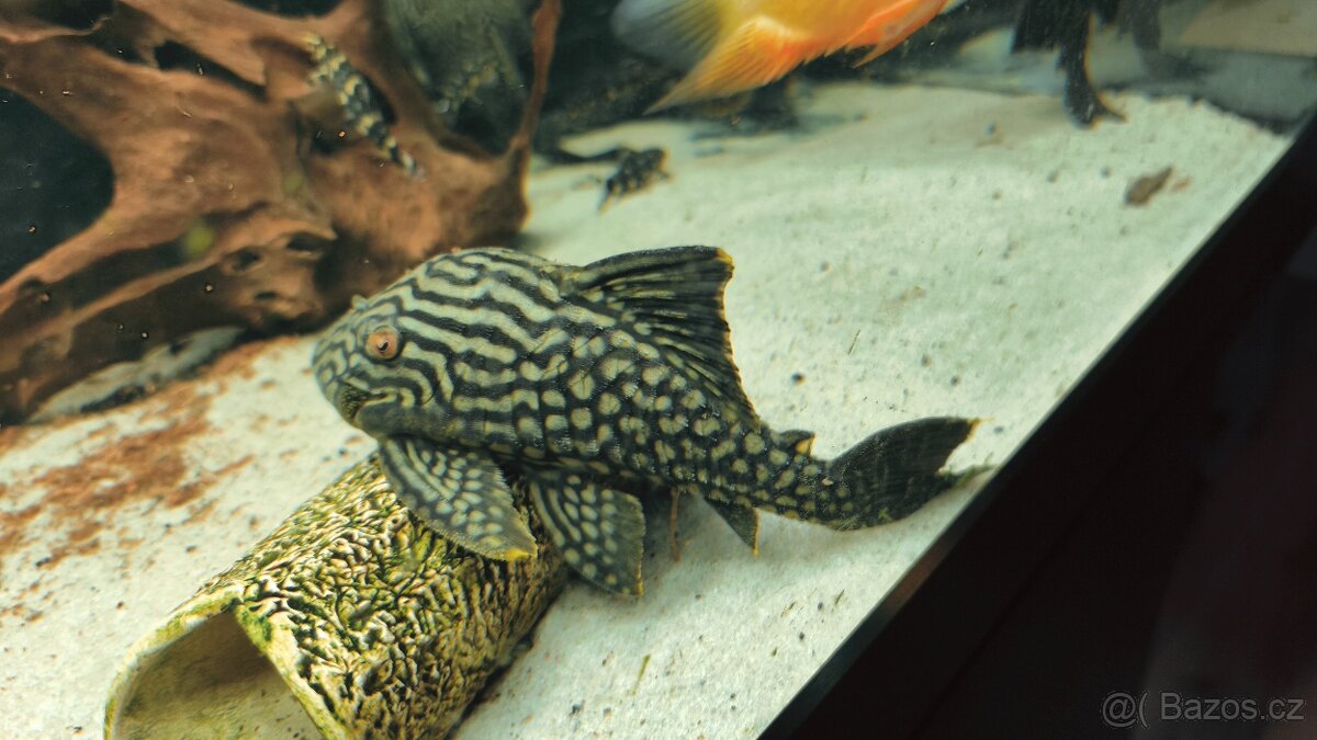 Panaque SP Spotted L330 - 2