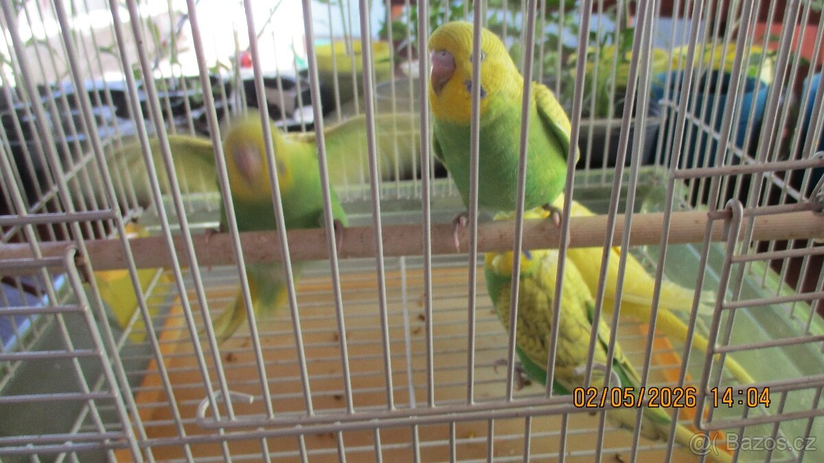 andulka - 2
