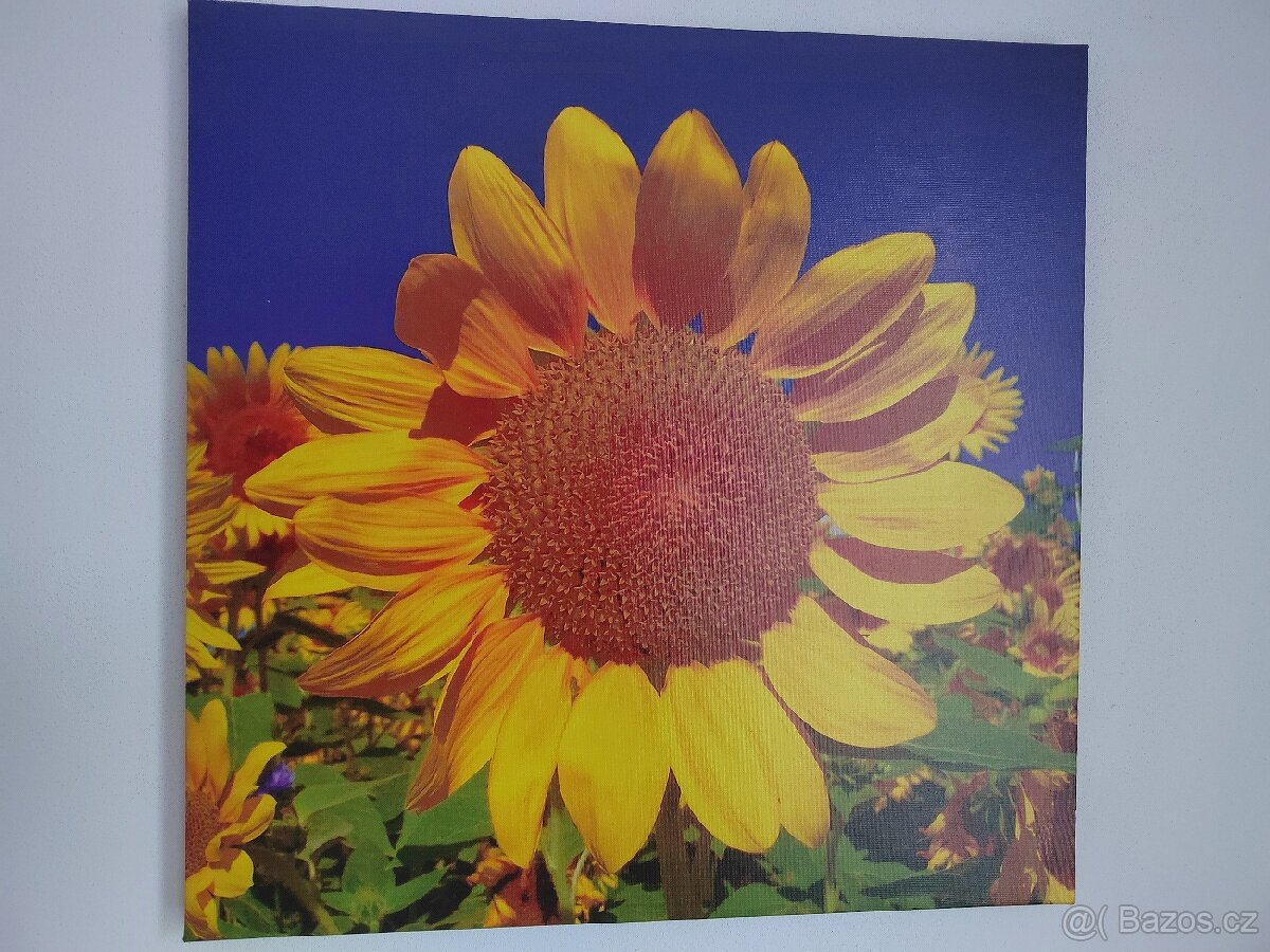 Sada foto obrazů - 2