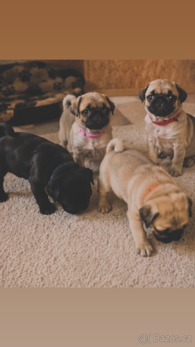 Štěňátka MOPS - 2