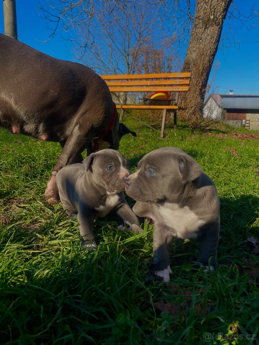 🐾 Americký stafordšírský teriér – modrá štěňátka Bibi a Oli - 2