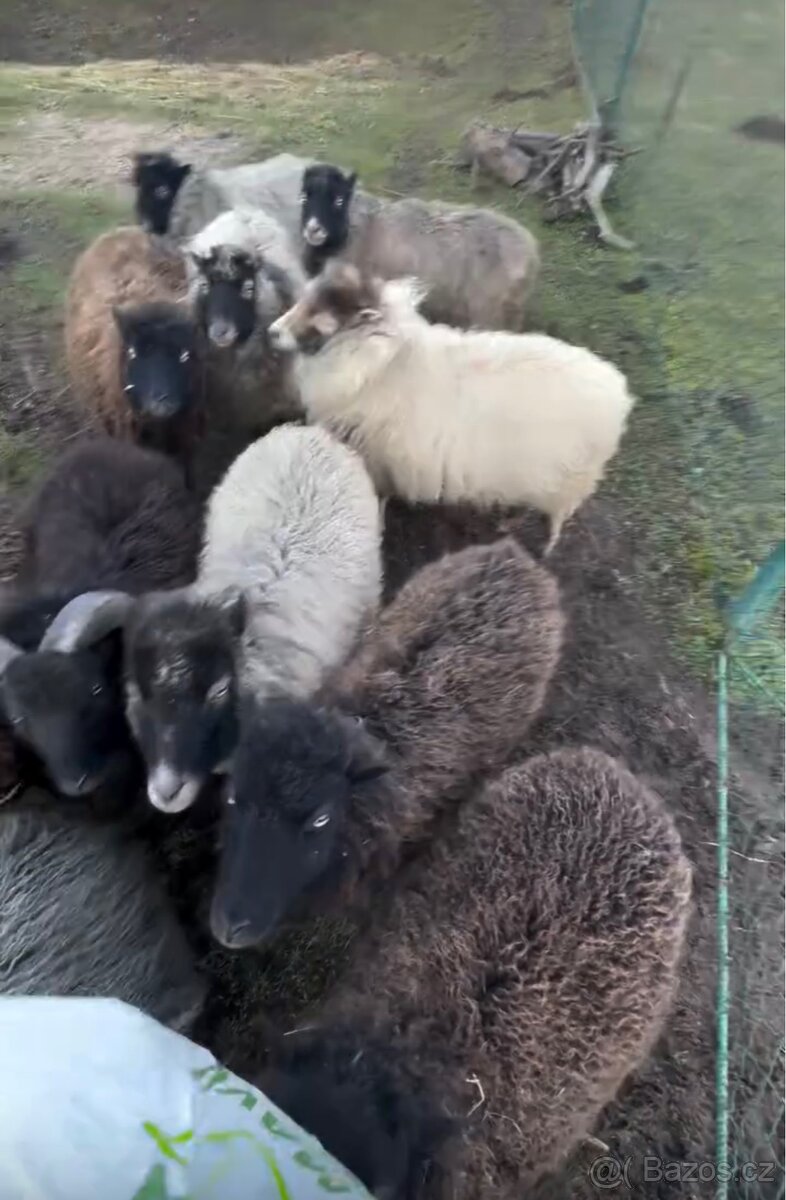 Ovce ouessantská (Quessantská) - 2