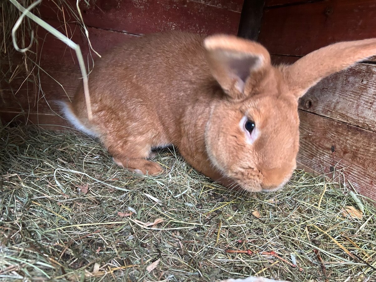 CHOVNÍ KRÁLÍCI K PŘIPUŠTĚNÍ - 2