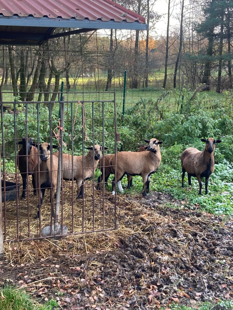 Prodám stádo kamerunských oveček - 2