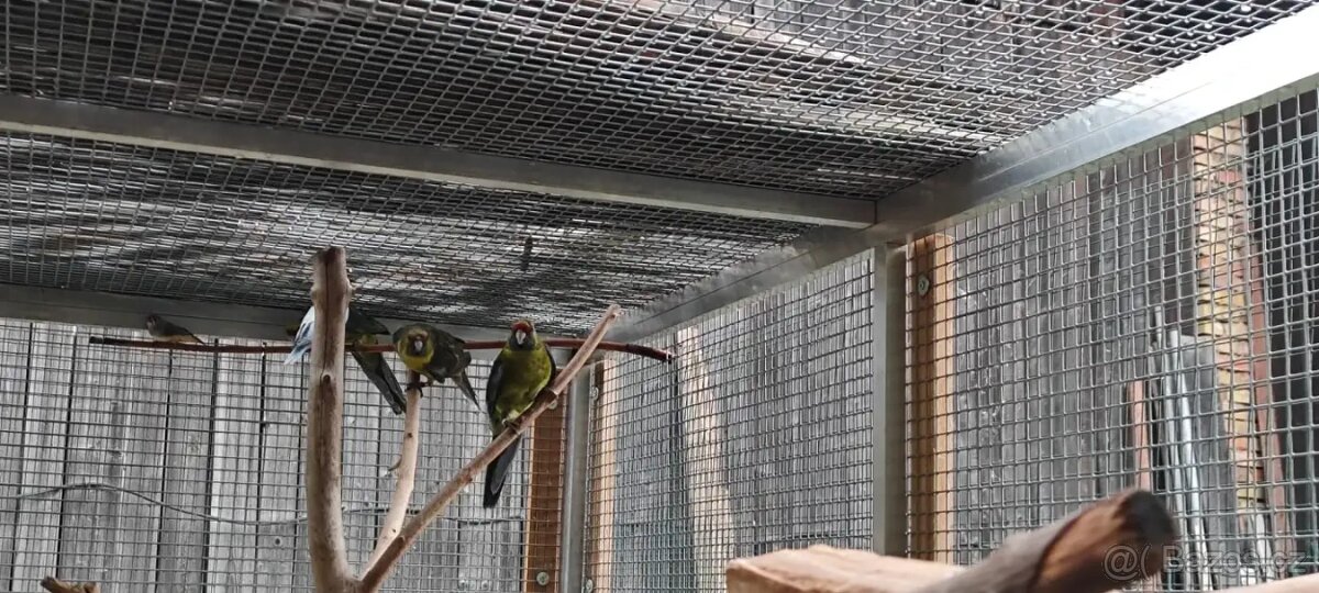 Rosela žlutobřichá - 2