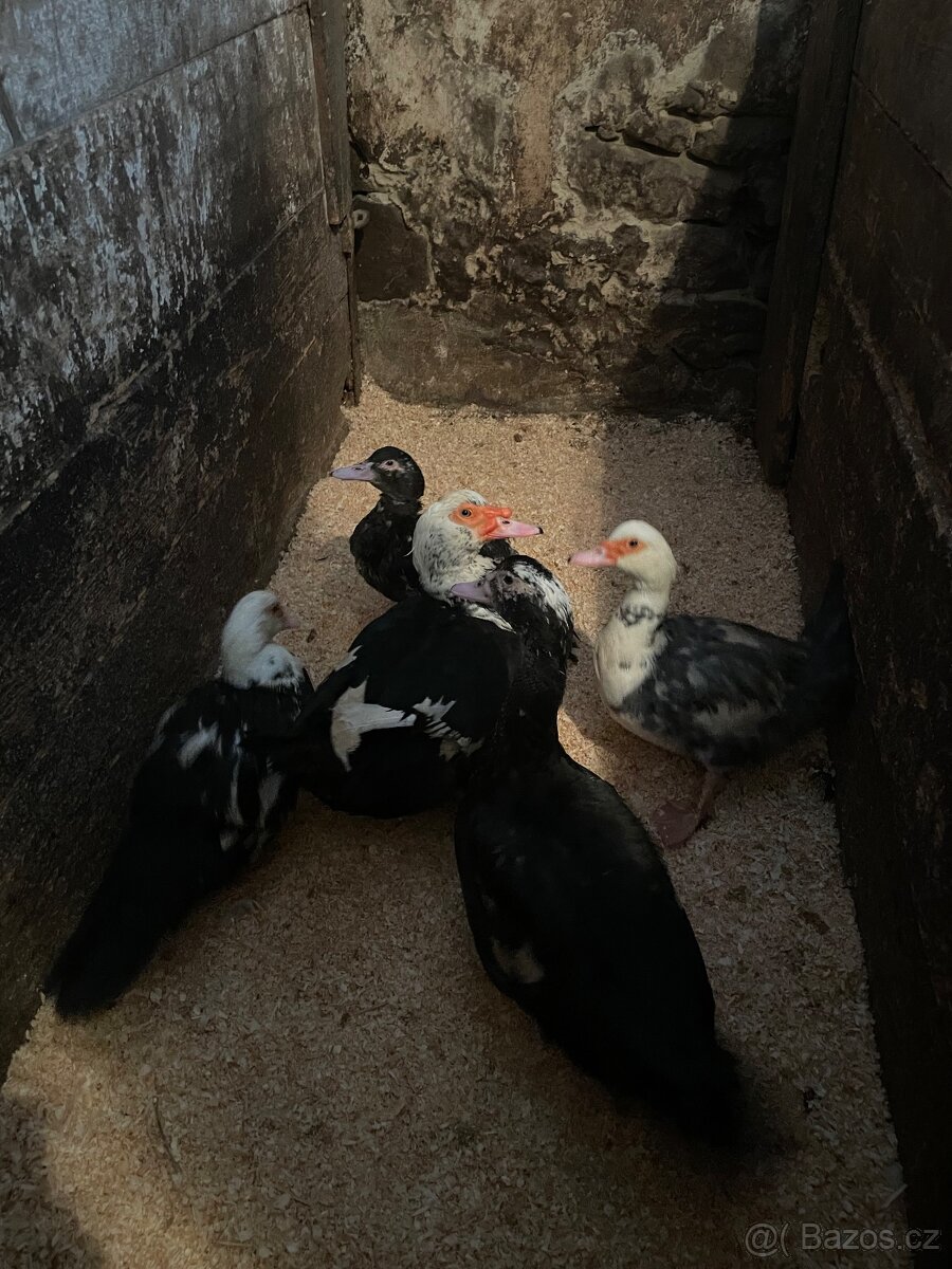 Prodám kachny pižmovky - 2